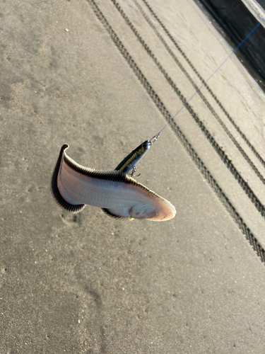 シタビラメの釣果