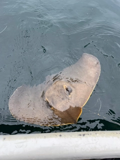 アカエイの釣果