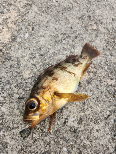 メバルの釣果