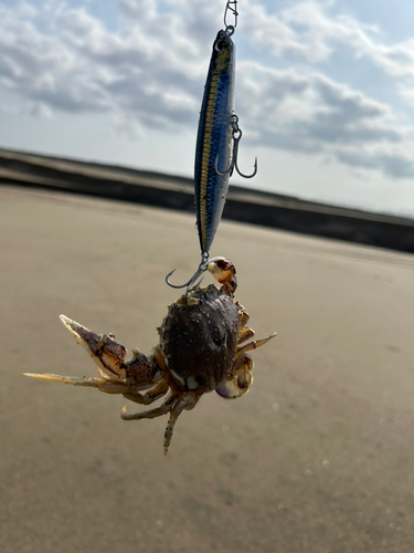 ヒラツメガニの釣果