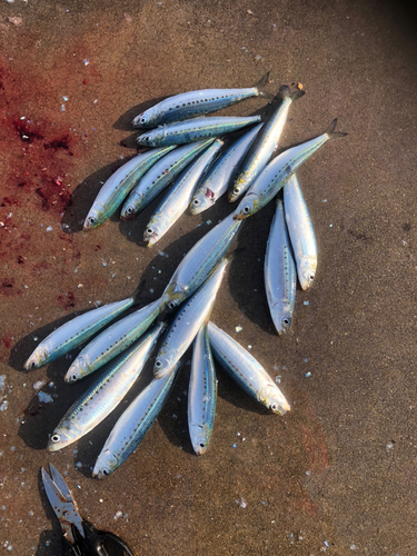 イワシの釣果