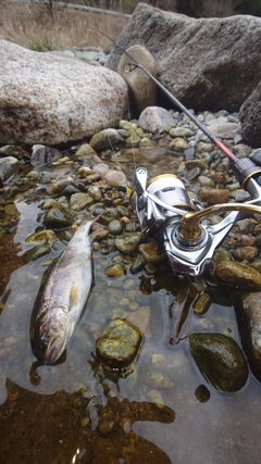 アマゴの釣果