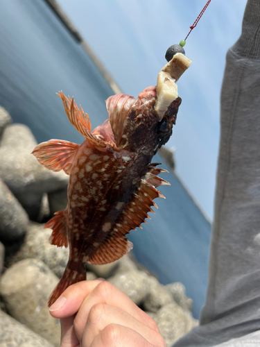 カサゴの釣果