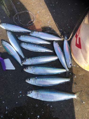 イワシの釣果