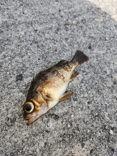 メバルの釣果