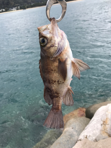 アカメバルの釣果