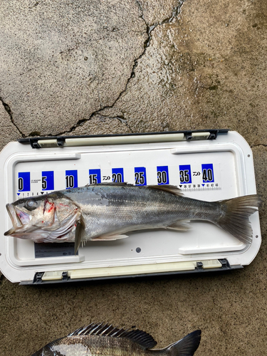 スズキの釣果