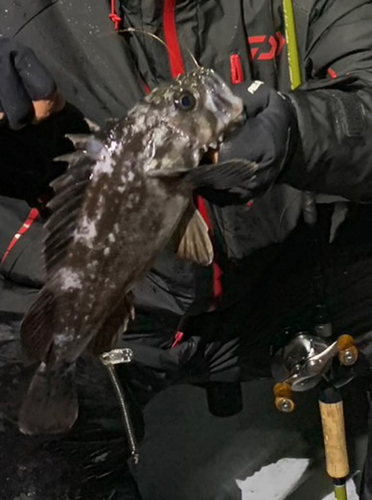 クロソイの釣果