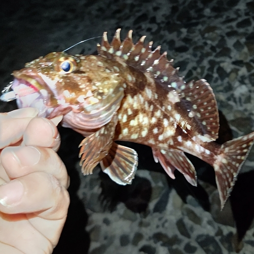 アラカブの釣果