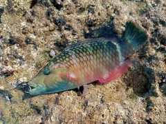 ヒトスジモチノウオの釣果