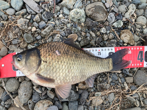 ヘラブナの釣果