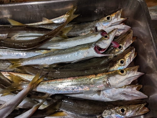 アカカマスの釣果