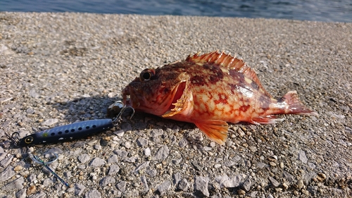 カサゴの釣果