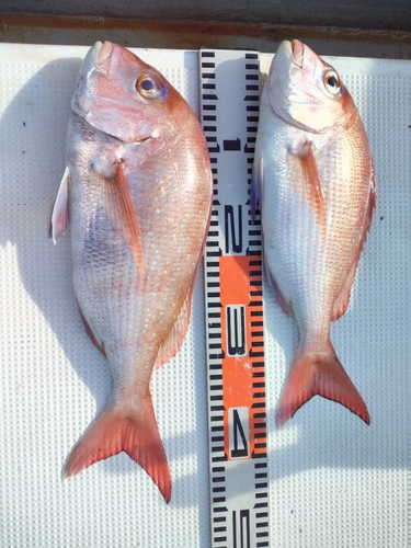 マダイの釣果