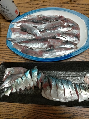 サバの釣果