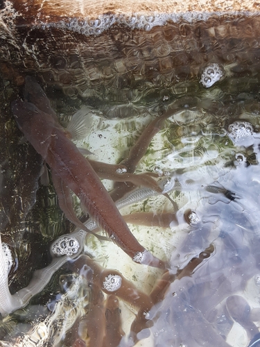 シロギスの釣果