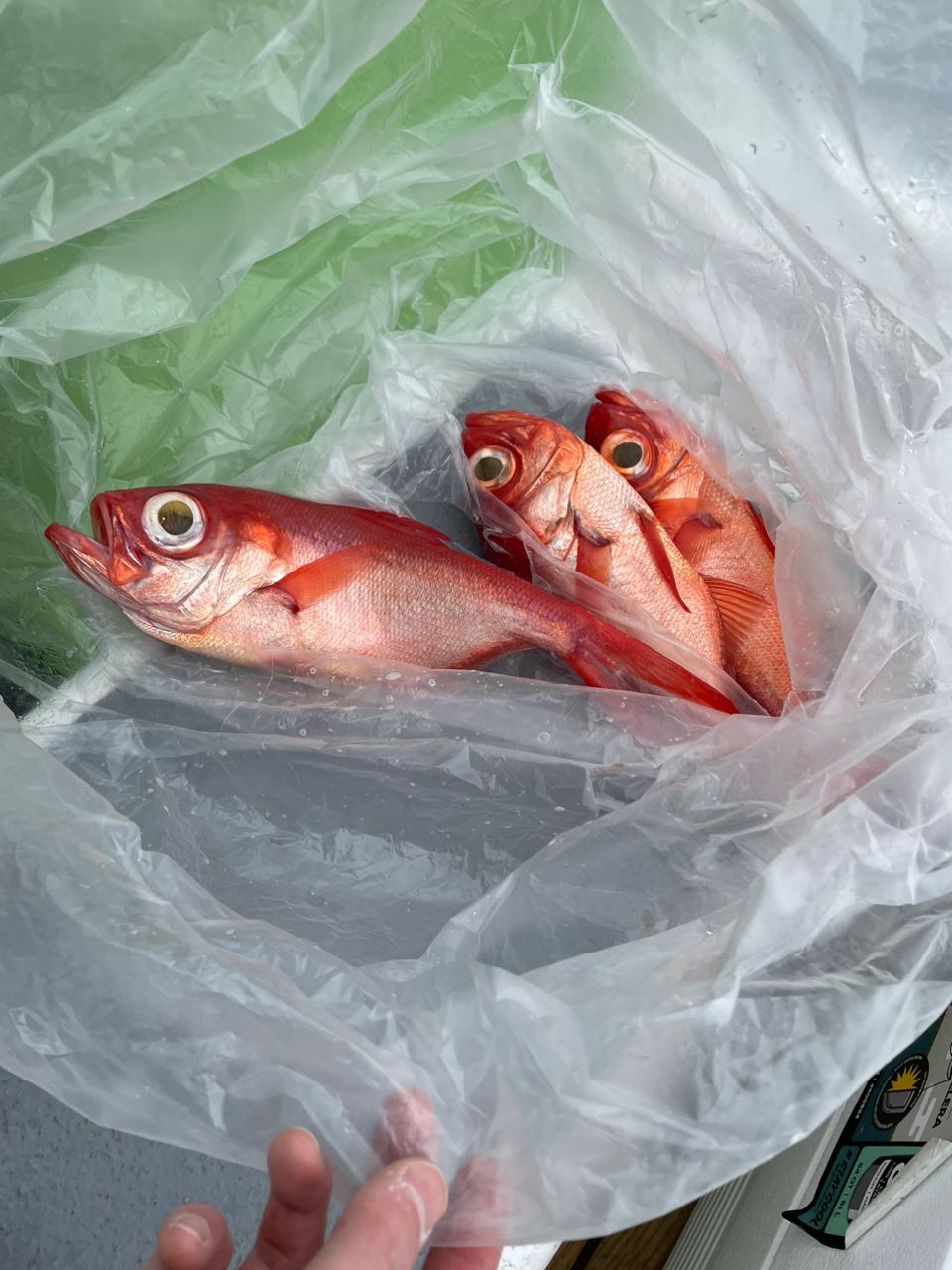 釣りバカニャンコ丸さんの釣果 2枚目の画像