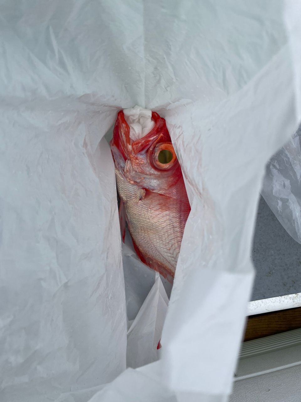 釣りバカニャンコ丸さんの釣果 3枚目の画像