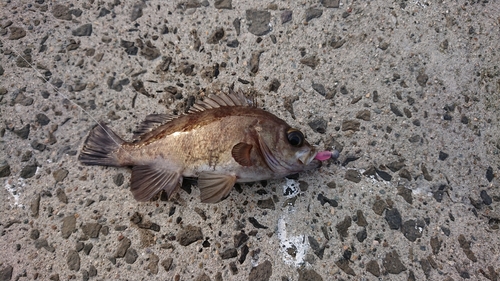 メバルの釣果