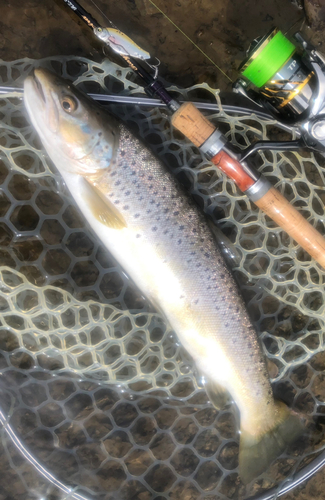 ブラウントラウトの釣果