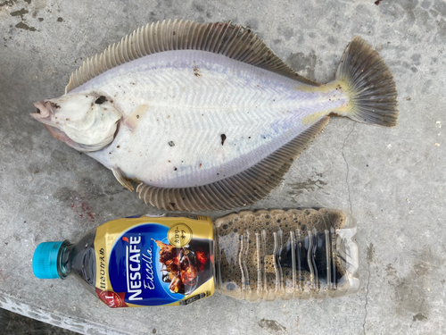 カレイの釣果