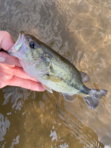 ラージマウスバスの釣果