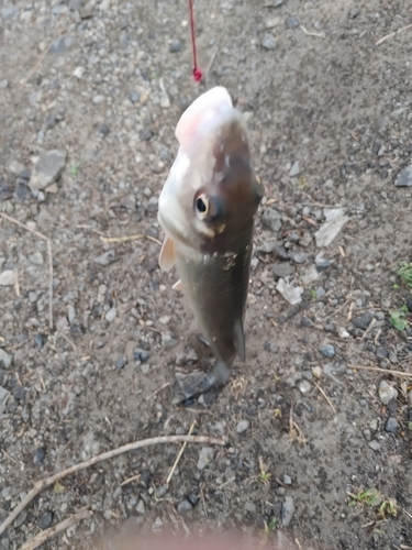 ニゴイの釣果