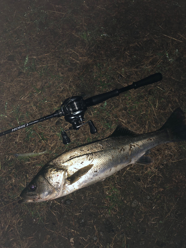 シーバスの釣果