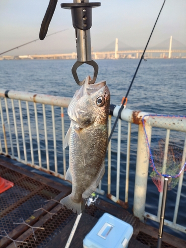 イシモチの釣果