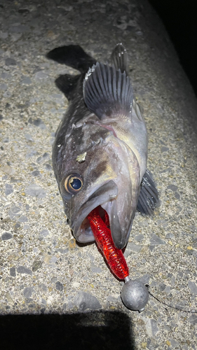 クロソイの釣果