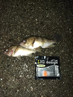 クロメバルの釣果