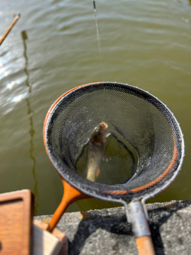 コイの釣果