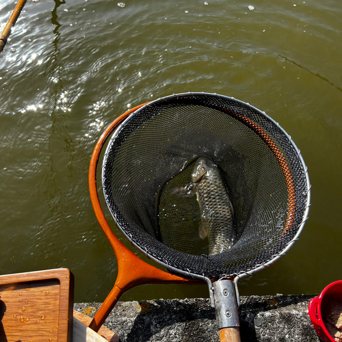 コイの釣果