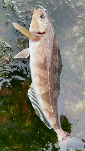 ホッケの釣果