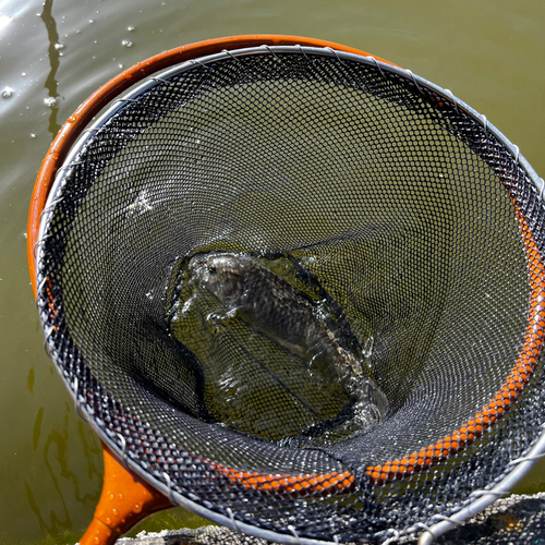 コイの釣果