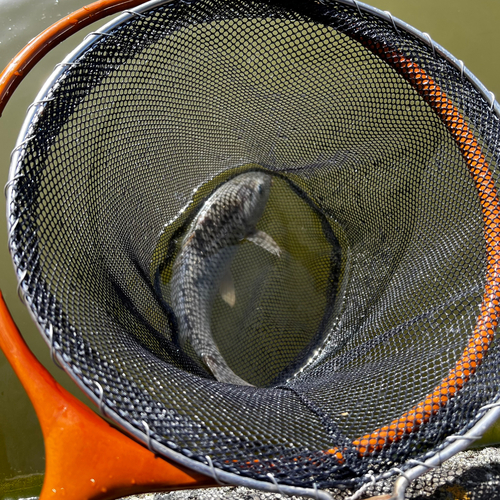 コイの釣果