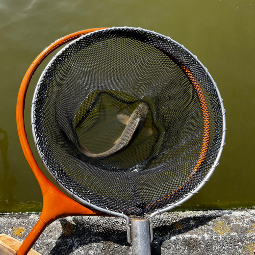 コイの釣果