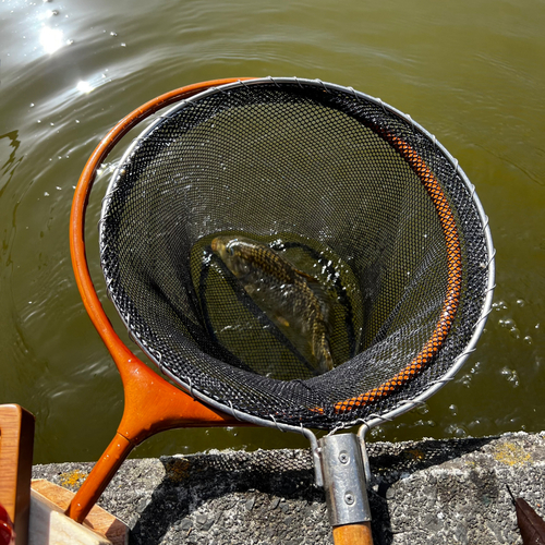 コイの釣果