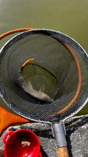 コイの釣果