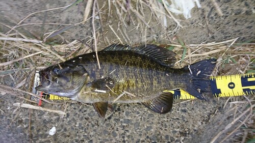 スモールマウスバスの釣果