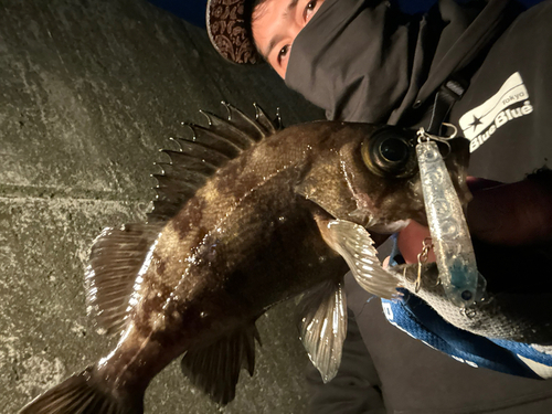 メバルの釣果