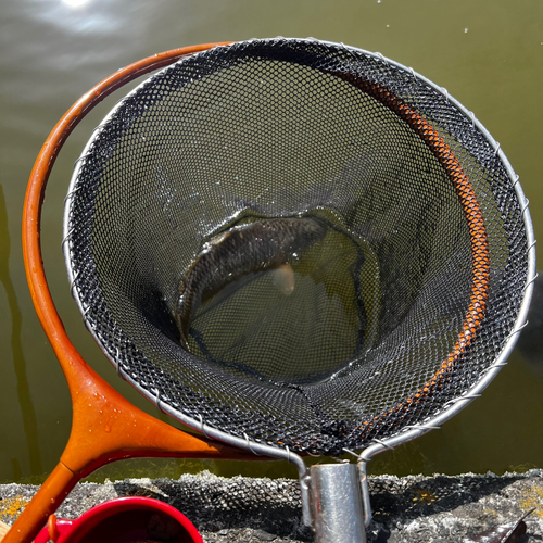 コイの釣果