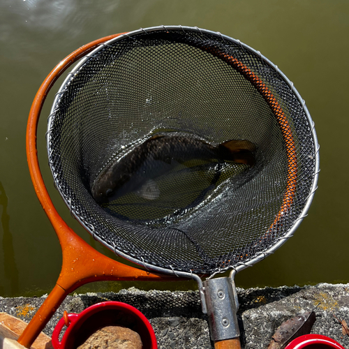 コイの釣果