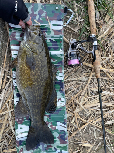 スモールマウスバスの釣果