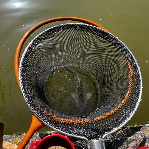 コイの釣果