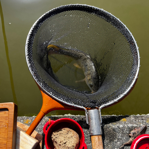 コイの釣果