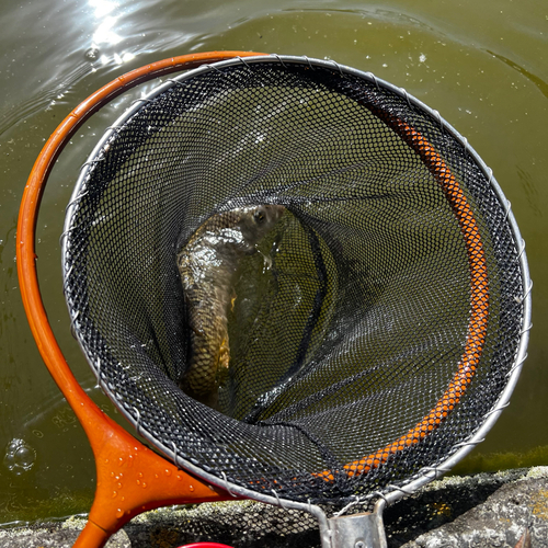 コイの釣果