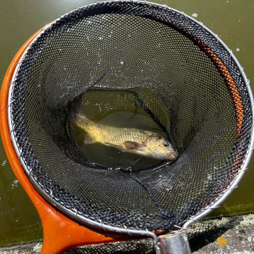 コイの釣果