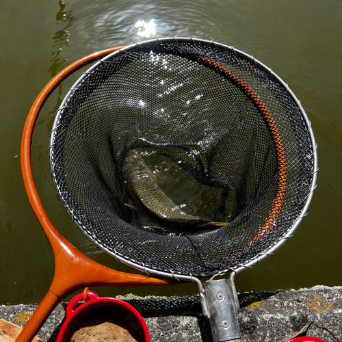 コイの釣果