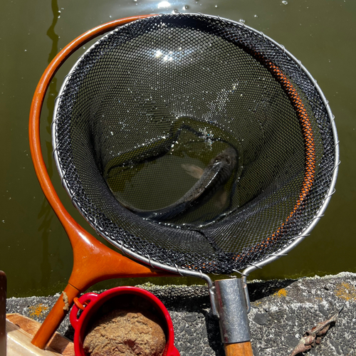 コイの釣果